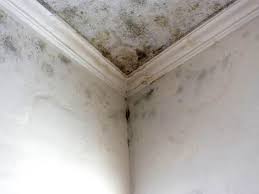 Trusted Clarksville, AR Mold Removal & Remediation Experts