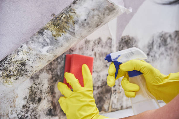 Mold Remediation for Vacation Homes in Clarksville, AR